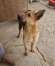 LARA, Hund, Deutscher Schäferhund-Mix in Ungarn - Bild 7