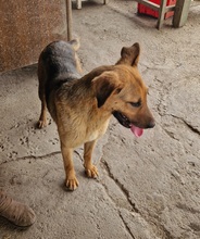 LARA, Hund, Deutscher Schäferhund-Mix in Ungarn - Bild 8