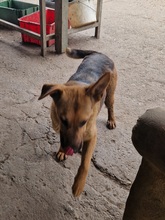 LARA, Hund, Deutscher Schäferhund-Mix in Ungarn - Bild 9