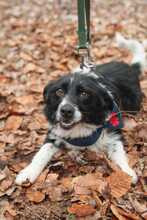 LEYLA, Hund, Kleiner Münsterländer-Mix in Kirkel - Bild 1