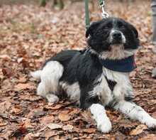 LEYLA, Hund, Kleiner Münsterländer-Mix in Kirkel - Bild 2