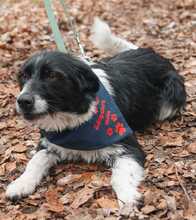 LEYLA, Hund, Kleiner Münsterländer-Mix in Kirkel - Bild 3