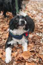 LEYLA, Hund, Kleiner Münsterländer-Mix in Kirkel - Bild 4