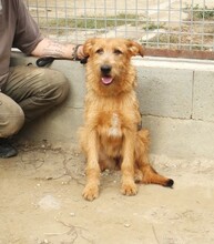 MARI, Hund, Schnauzer-Mix in Ungarn - Bild 2