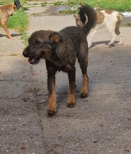 MAX, Hund, Border Terrier-Mix in Ungarn - Bild 1