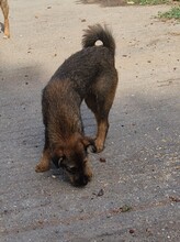 MAX, Hund, Border Terrier-Mix in Ungarn - Bild 2