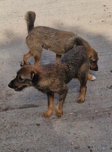 MAX, Hund, Border Terrier-Mix in Ungarn - Bild 3