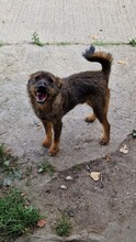 MAX, Hund, Border Terrier-Mix in Ungarn - Bild 4