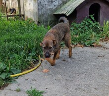 MAX, Hund, Border Terrier-Mix in Ungarn - Bild 5