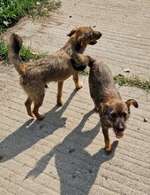 MAX, Hund, Border Terrier-Mix in Ungarn - Bild 7