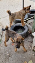 MAX, Hund, Border Terrier-Mix in Ungarn - Bild 9