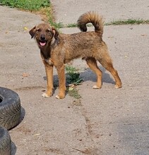 MORITZ, Hund, Border Terrier-Mix in Ungarn - Bild 1