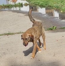 MORITZ, Hund, Border Terrier-Mix in Ungarn - Bild 2