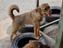 MORITZ, Hund, Border Terrier-Mix in Ungarn - Bild 3