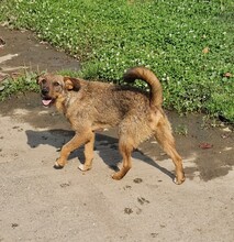 MORITZ, Hund, Border Terrier-Mix in Ungarn - Bild 4
