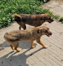 MORITZ, Hund, Border Terrier-Mix in Ungarn - Bild 5