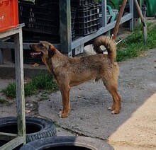 MORITZ, Hund, Border Terrier-Mix in Ungarn - Bild 6