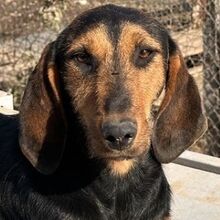 LIORA, Hund, Mischlingshund in Griechenland - Bild 1