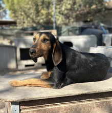 LIORA, Hund, Mischlingshund in Griechenland - Bild 11