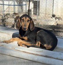 LIORA, Hund, Mischlingshund in Griechenland - Bild 2