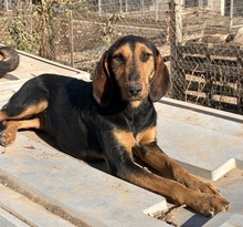 LIORA, Hund, Mischlingshund in Griechenland - Bild 3