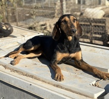 LIORA, Hund, Mischlingshund in Griechenland - Bild 6