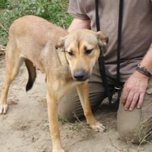 MUKI, Hund, Deutscher Schäferhund-Mix in Ungarn - Bild 1