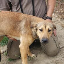 MUKI, Hund, Deutscher Schäferhund-Mix in Ungarn - Bild 2