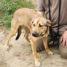 MUKI, Hund, Deutscher Schäferhund-Mix in Ungarn - Bild 3