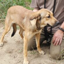 MUKI, Hund, Deutscher Schäferhund-Mix in Ungarn - Bild 4