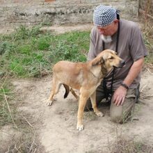 MUKI, Hund, Deutscher Schäferhund-Mix in Ungarn - Bild 5