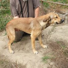 MUKI, Hund, Deutscher Schäferhund-Mix in Ungarn - Bild 6