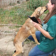 MUKI, Hund, Deutscher Schäferhund-Mix in Ungarn - Bild 7