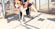 NICOLETTA, Hund, Mischlingshund in Österreich - Bild 11