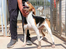 NICOLETTA, Hund, Mischlingshund in Österreich - Bild 12