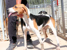 NICOLETTA, Hund, Mischlingshund in Österreich - Bild 13
