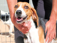 NICOLETTA, Hund, Mischlingshund in Österreich - Bild 15