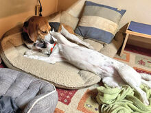 NICOLETTA, Hund, Mischlingshund in Österreich - Bild 4