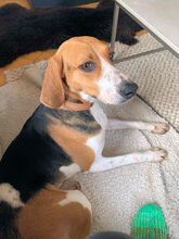 NICOLETTA, Hund, Mischlingshund in Österreich - Bild 6