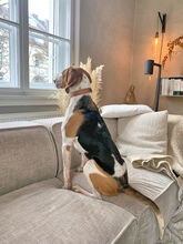 NICOLETTA, Hund, Mischlingshund in Österreich - Bild 7