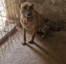 NINA, Hund, Bardino-Mix in Ungarn - Bild 1