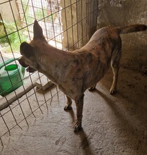 NINA, Hund, Bardino-Mix in Ungarn - Bild 2