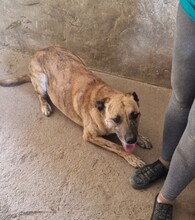 NINA, Hund, Bardino-Mix in Ungarn - Bild 3