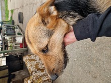 REBEKA, Hund, Mudi-Mix in Ungarn - Bild 11
