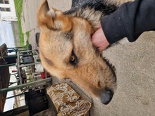 REBEKA, Hund, Mudi-Mix in Ungarn - Bild 12