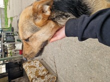 REBEKA, Hund, Mudi-Mix in Ungarn - Bild 13
