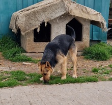 REBEKA, Hund, Mudi-Mix in Ungarn - Bild 14