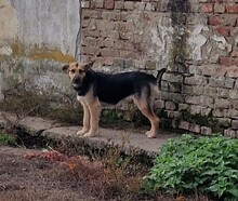 REBEKA, Hund, Mudi-Mix in Ungarn - Bild 3