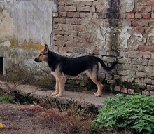 REBEKA, Hund, Mudi-Mix in Ungarn - Bild 4