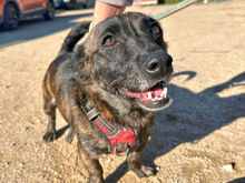 MASHA, Hund, Mischlingshund in Italien - Bild 1